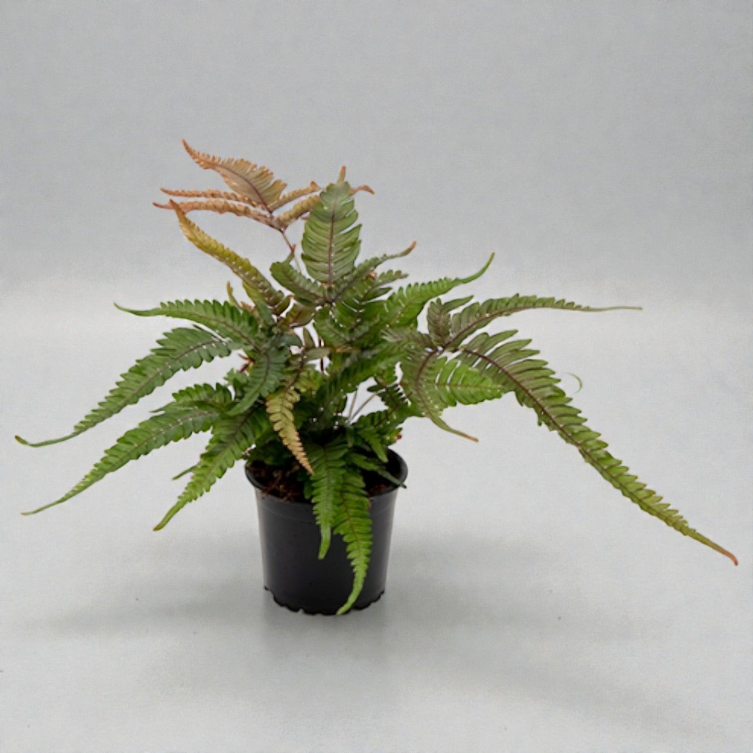 Pteris quadriaurita 'Tricolor' – Ø10, 35 cm