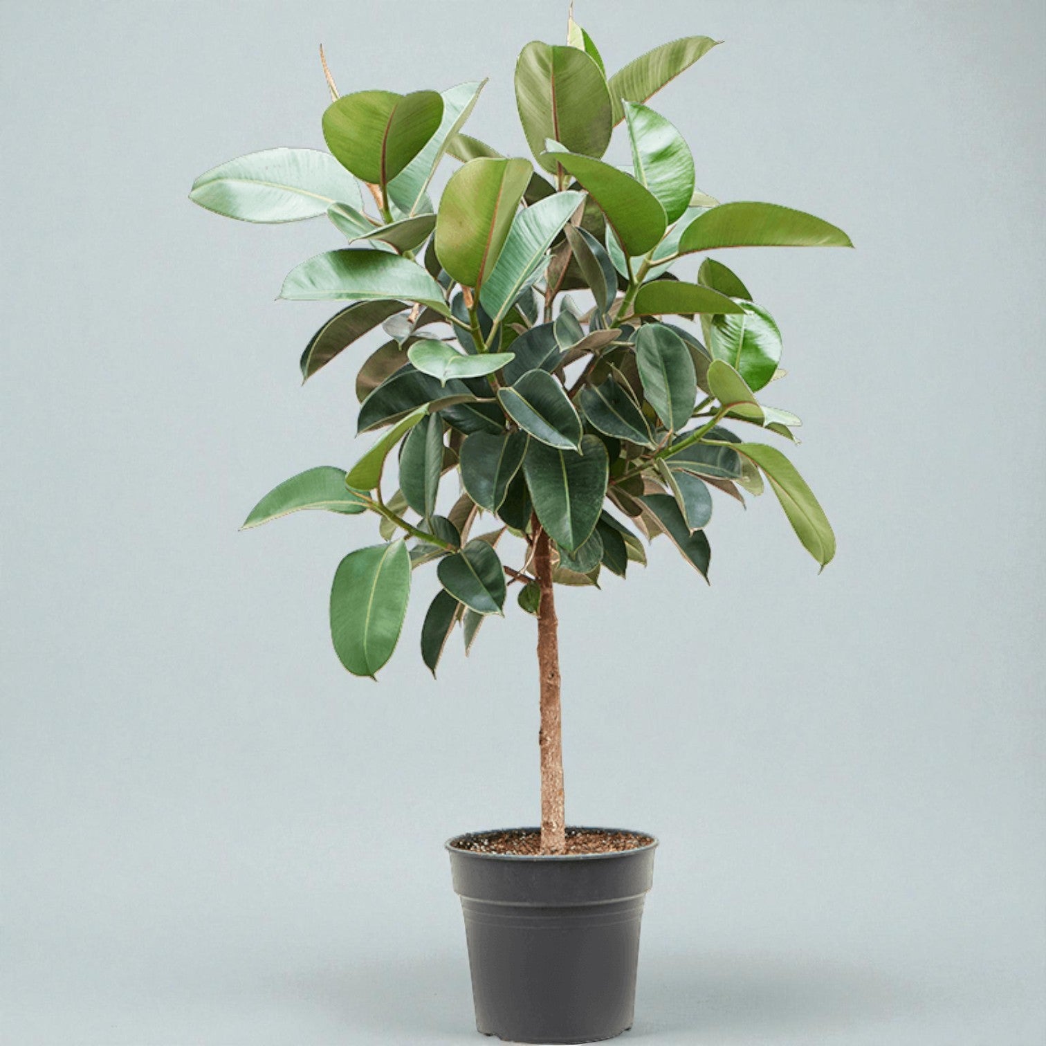 Gummifigen (Ficus elastica ‘Robusta’) – opstammet 130-140 cm (Ø31 cm potte)