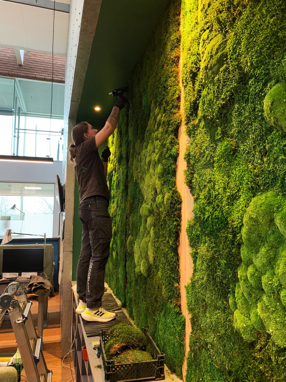 En person står på en lille platform og installerer en DECOPLANT lodret grøn væg med mos og planter i et moderne indendørs rum med store vinduer.