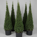 Indlæs billede i gallerivisning, Taks pyramide (Taxus baccata) – 200-210 cm høj
