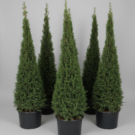 Taks pyramide (Taxus baccata) – 200-210 cm høj