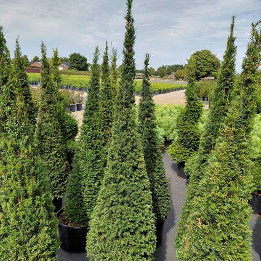 Taks pyramide (Taxus baccata) – 200-210 cm høj