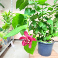 Indlæs billede i gallerivisning, Calycanthus floridus (Krydderbusk / kanelbusk) – 170 cm høj
