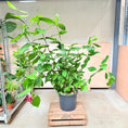 Indlæs billede i gallerivisning, Calycanthus floridus (Krydderbusk / kanelbusk) – 170 cm høj
