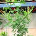 Indlæs billede i gallerivisning, Mimosa dealbata (Sølv-Akazie) – 180 cm høj
