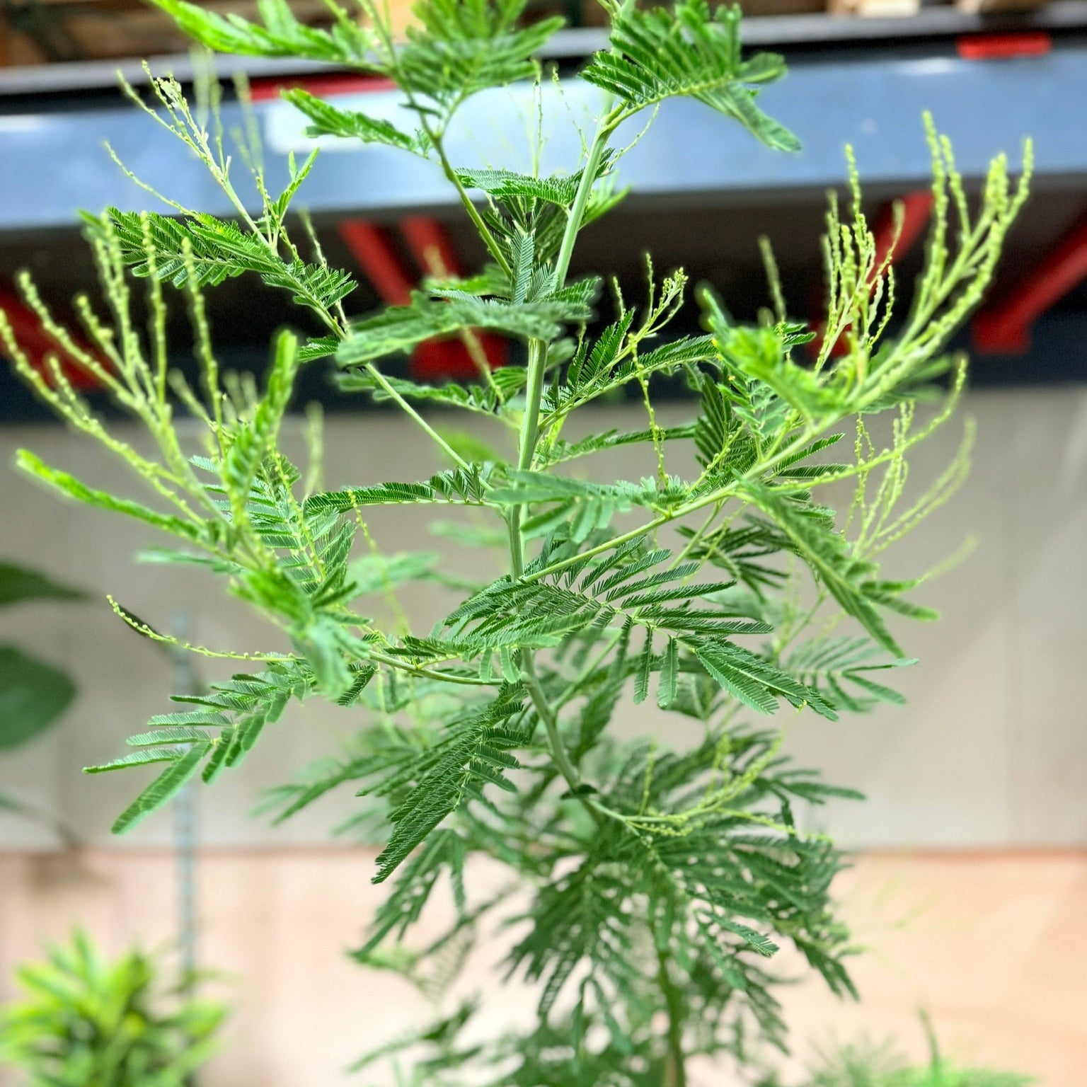 Mimosa dealbata (Sølv-Akazie) – 180 cm høj