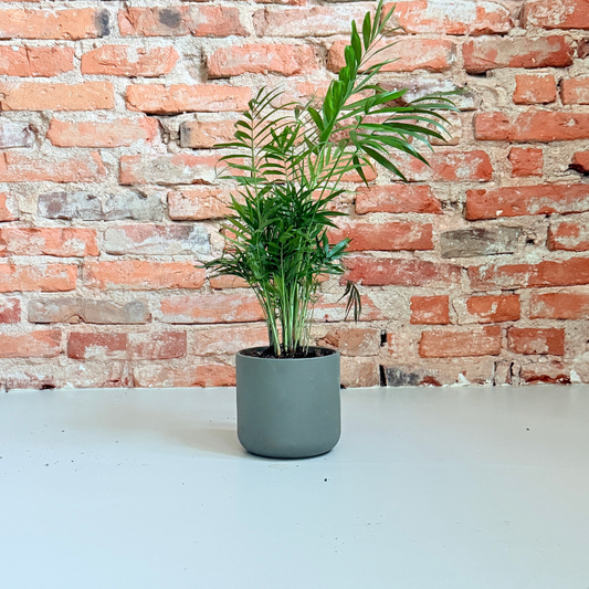 Stuepalme (Chamaedorea Elegans) – Lille Second Hand Plante i Grå Krukke