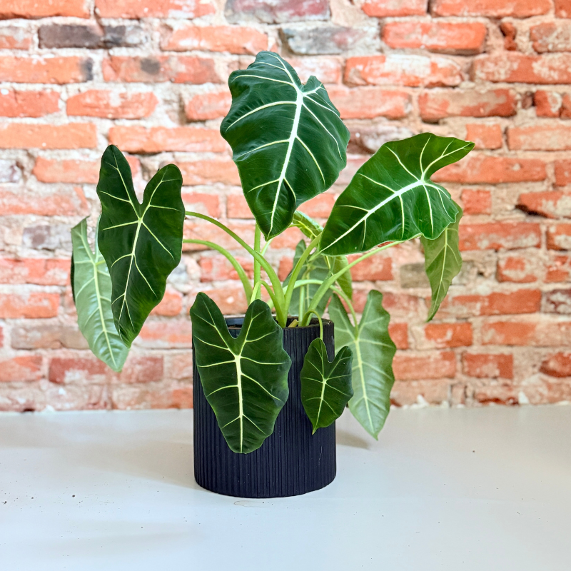 Alocasia Amazonica - elefantøre – Unik Second Hand Plante i Sort Rillet Krukke
