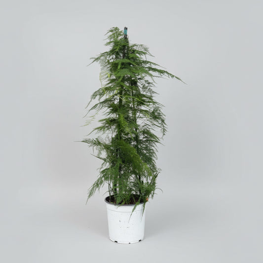 Aspargesbregne – Elegant Grøn Plante med Luftigt Udtryk