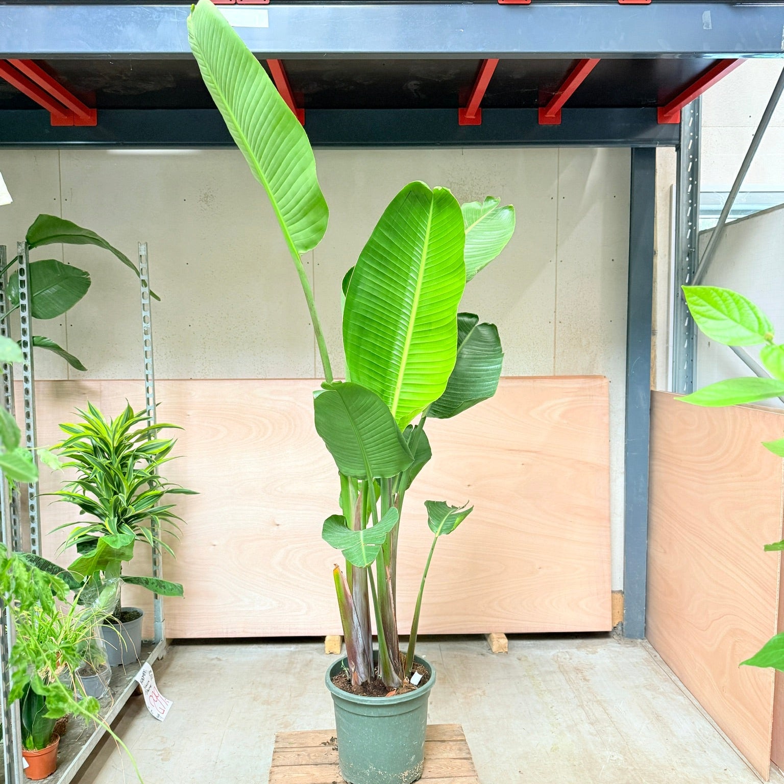 Strelitzia nicolai (Hvid paradisfugl) – Stor og unik plante 200 cm høj