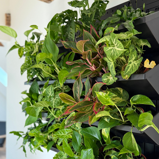 Design din egen plantevæg