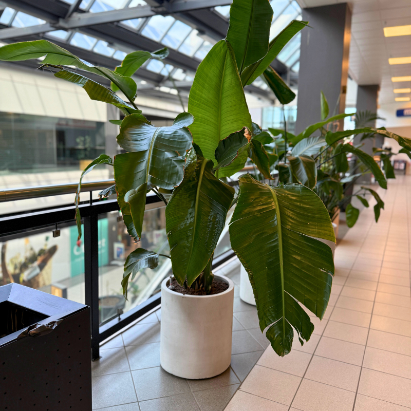 Strelitzia Nicolai plante i en lys krukke, med store, grønne blade og elegant udseende, der tilføjer et tropisk islæt til rummet.
