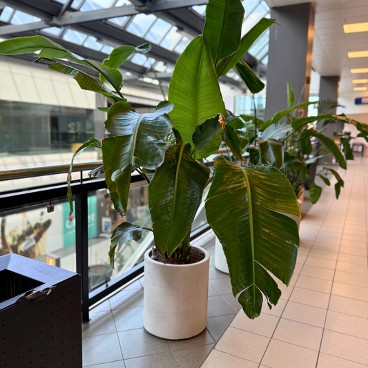 Strelitzia Nicolai plante i en lys krukke, med store, grønne blade og elegant udseende, der tilføjer et tropisk islæt til rummet.