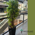 Indlæs billede i gallerivisning, Dracaena Surculosa – Stor Second Hand Plante i Sort Høj Krukke
