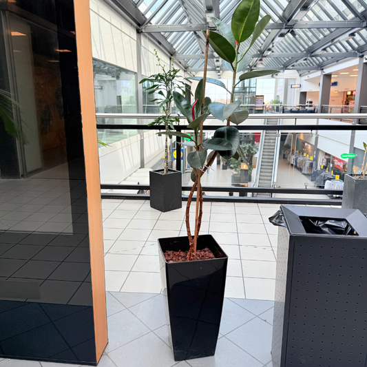 Ficus Elastica (Gummifigen) i høj, sort glanskrukke med mørkegrønne blade – second hand plante med stilrent design, klar til nye omgivelser.