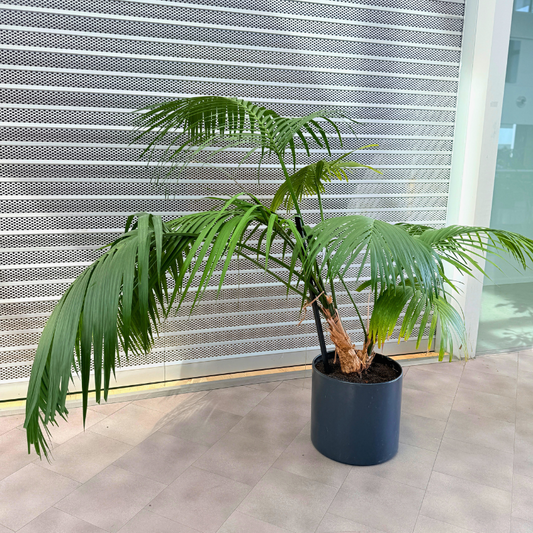 Stor Kentia Palme i robust mørk krukke, veletableret og sund plante med lange, svajende blade, perfekt til indendørs rum.