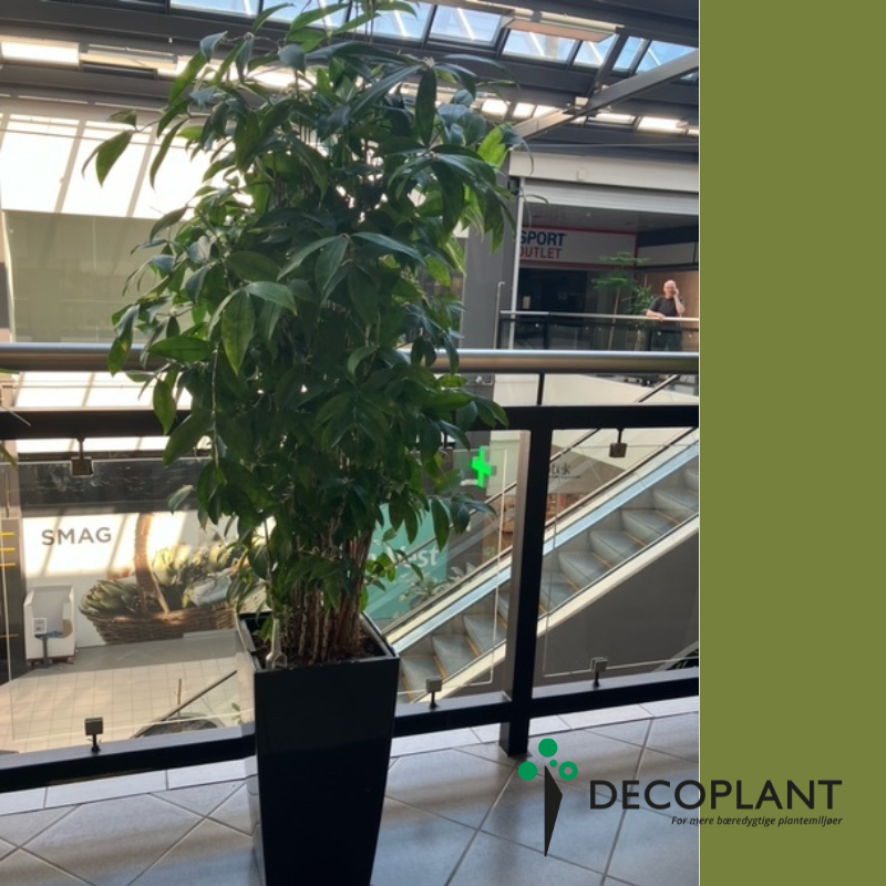 Dracaena Surculosa – Ekstra Fyldig Second Hand Plante i Sort Høj Krukke