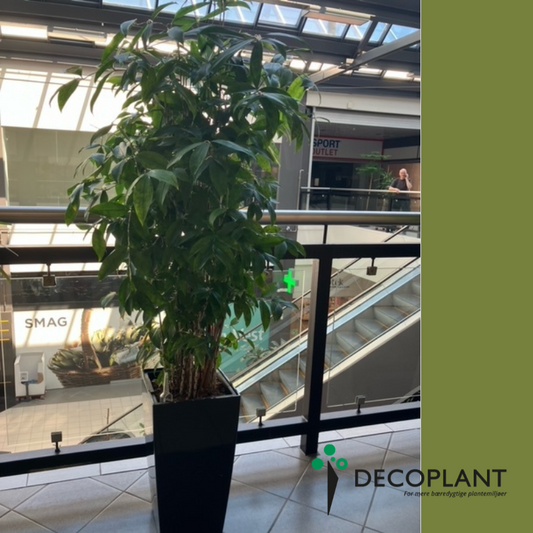 Dracaena Surculosa – Ekstra Fyldig Second Hand Plante i Sort Høj Krukke