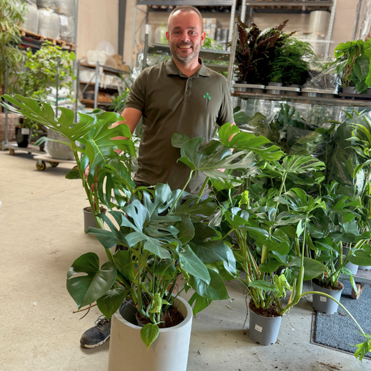Monstera + cementkrukke – kun 500 kr. (spar 474 kr.)