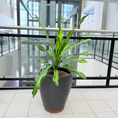 Indlæs billede i gallerivisning, Dracaena 'Lemon Lime' i sort krukke – farverig second hand plante med limegrønne striber
