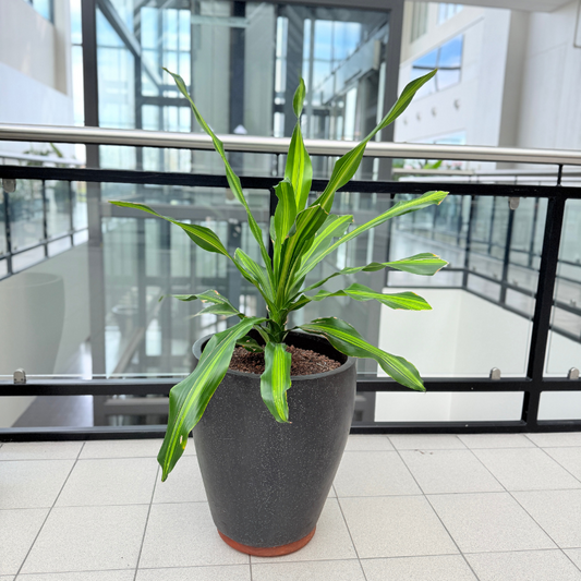 Dracaena 'Lemon Lime' i sort krukke – farverig second hand plante med limegrønne striber