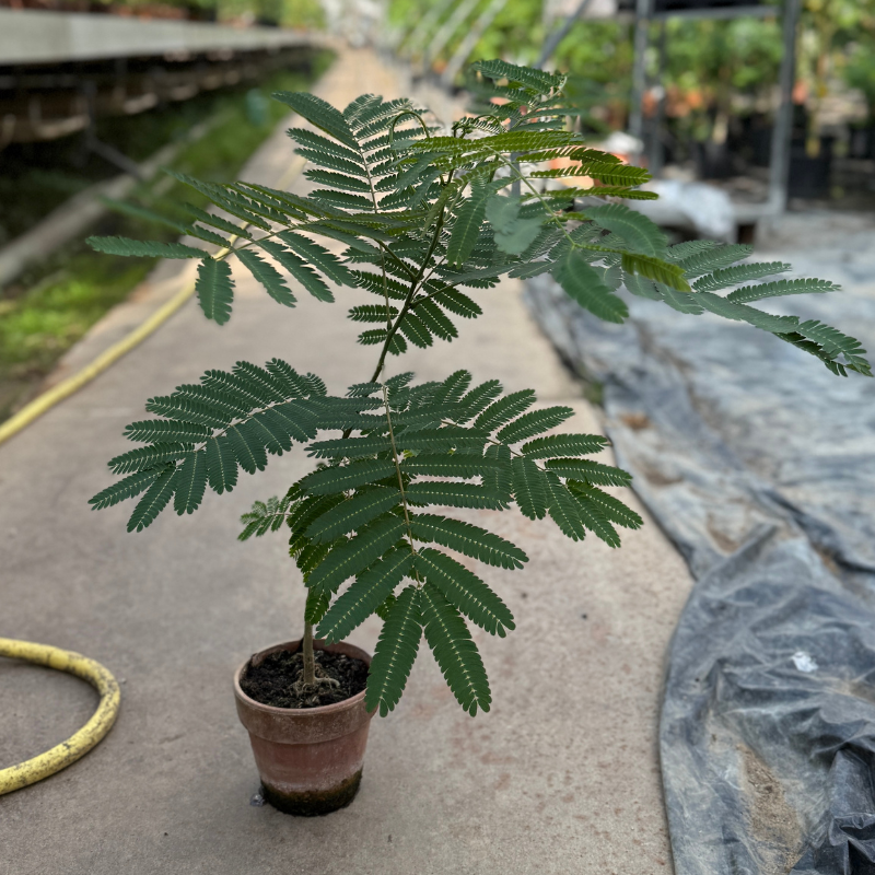 Sovetræ i lerkrukke – ca. 75 cm - Albizia julibrissin
