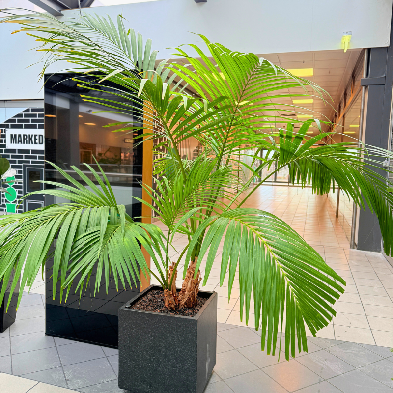 Ekstra stor Kentia Palme i elegant firkantet krukke, klar til at bringe tropisk stemning ind i dit hjem.