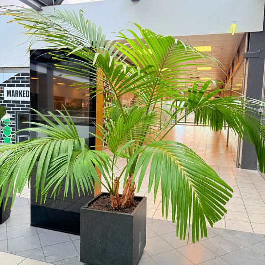 Ekstra stor Kentia Palme i elegant firkantet krukke, klar til at bringe tropisk stemning ind i dit hjem.