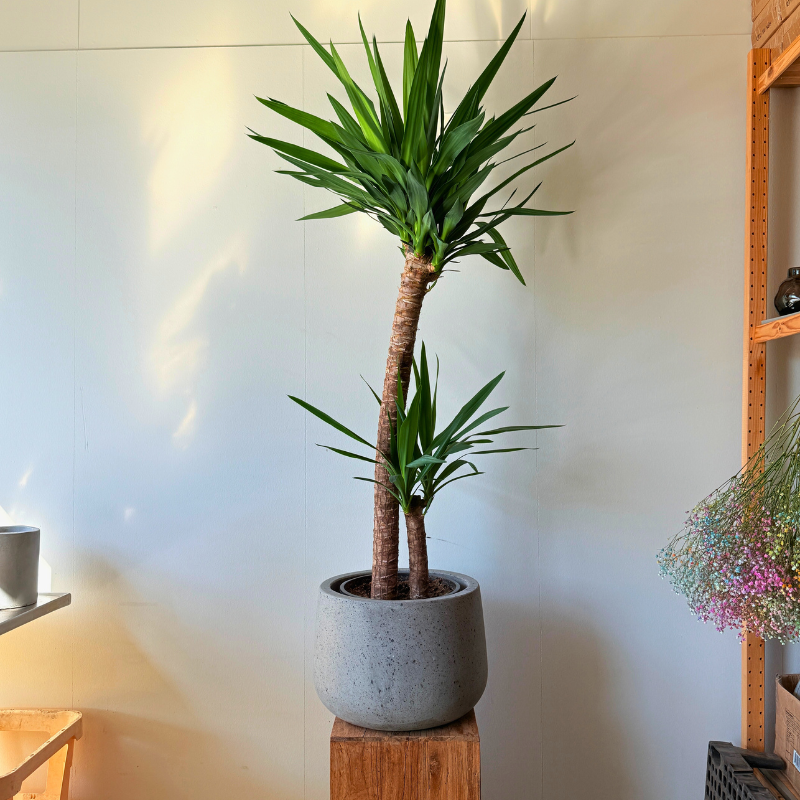 Yucca Elephantipes