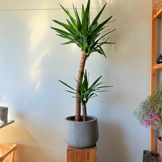 Yucca Elephantipes