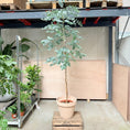 Indlæs billede i gallerivisning, Eukalyptus (Eucalyptus gunnii) – 240 cm høj
