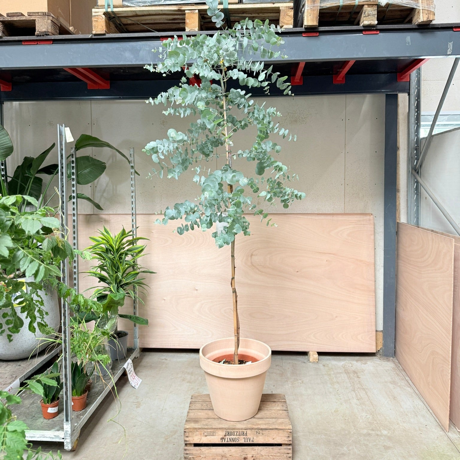 Eukalyptus (Eucalyptus gunnii) – 240 cm høj