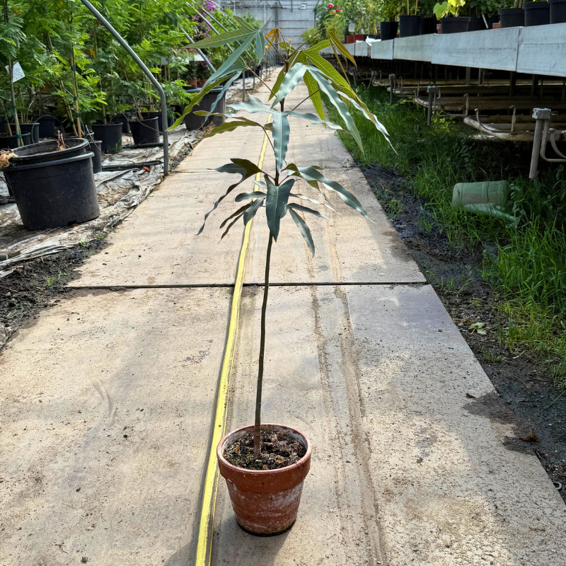 Australsk kærlighedstræ i lerkrukke – ca. 80 cm | Slank og skulpturel