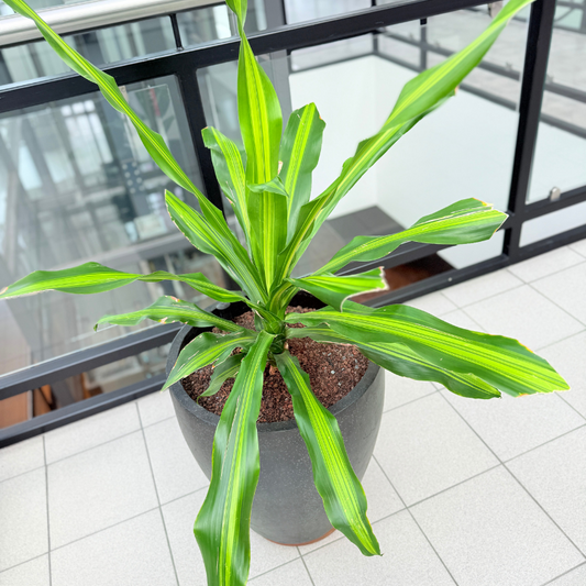Dracaena 'Lemon Lime' plante med limegrønne striber i en sort krukke, solgt som second hand, ideel til moderne indretning.