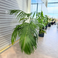 Indlæs billede i gallerivisning, Stor Kentia Palme i mørk krukke, veletableret second hand plante med lange svajende blade, der skaber tropisk atmosfære, til salg hos Decoplant.
