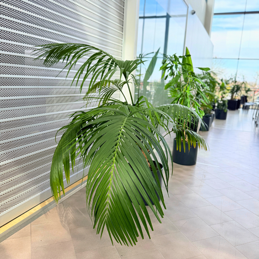 Stor Kentia Palme i mørk krukke, veletableret second hand plante med lange svajende blade, der skaber tropisk atmosfære, til salg hos Decoplant.