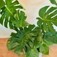 Indlæs billede i gallerivisning, Monstera + cementkrukke – kun 500 kr. (spar 474 kr.)
