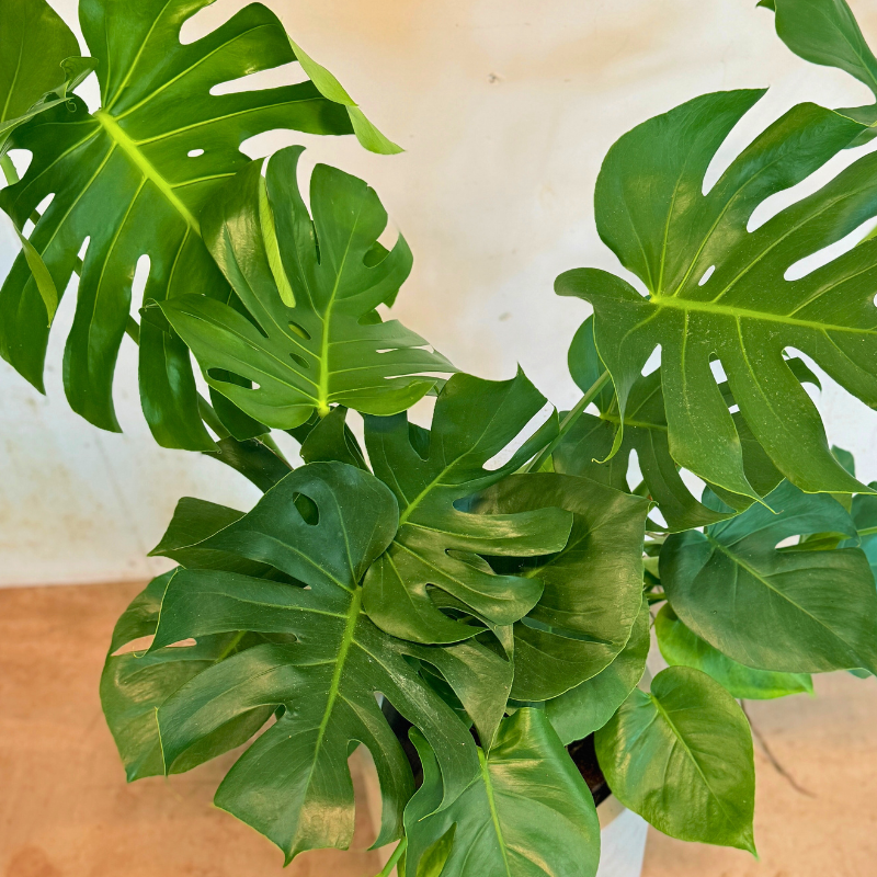 Monstera + cementkrukke – kun 500 kr. (spar 474 kr.)