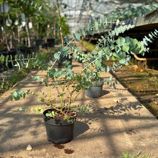 Eucalyptus i potte – ca. 70-80 cm - Duftende og dekorativ
