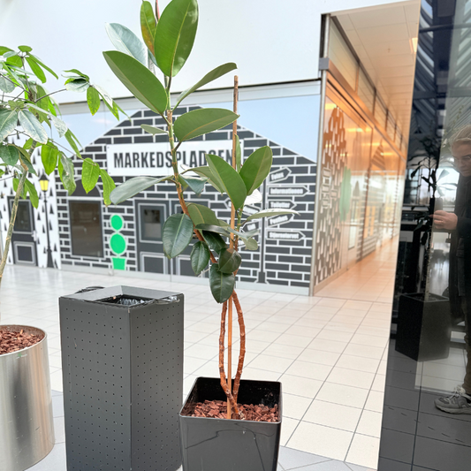 Ficus Elastica gummifigen i høj sort glanskrukke, med glinsende mørkegrønne blade, stilrent udtryk, til salg som second hand plante hos Decoplant.