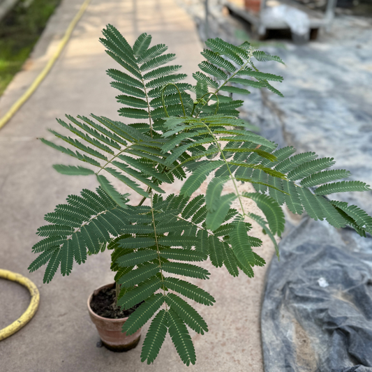 Sovetræ i lerkrukke – ca. 75 cm - Albizia julibrissin