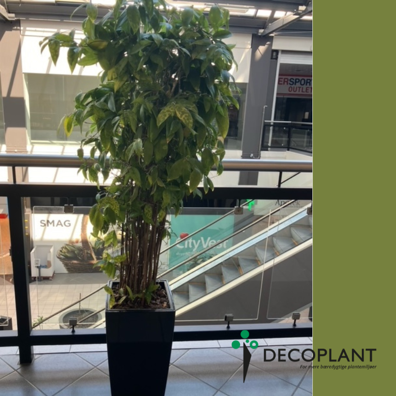 Dracaena Surculosa – Stor Second Hand Plante i Sort Høj Krukke
