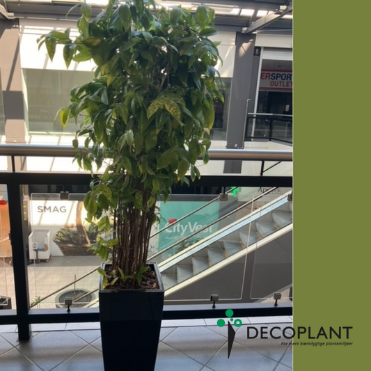 Dracaena Surculosa – Stor Second Hand Plante i Sort Høj Krukke