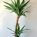Indlæs billede i gallerivisning, Yucca Elephantipes
