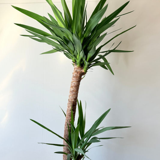 Yucca Elephantipes