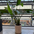 Indlæs billede i gallerivisning, Strelitzia Nicolai i lys krukke - Eksotisk second hand plante med store grønne blade, der tilføjer tropisk flair til ethvert rum.
