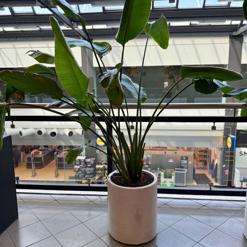 Strelitzia Nicolai i lys krukke - Eksotisk second hand plante med store grønne blade, der tilføjer tropisk flair til ethvert rum.