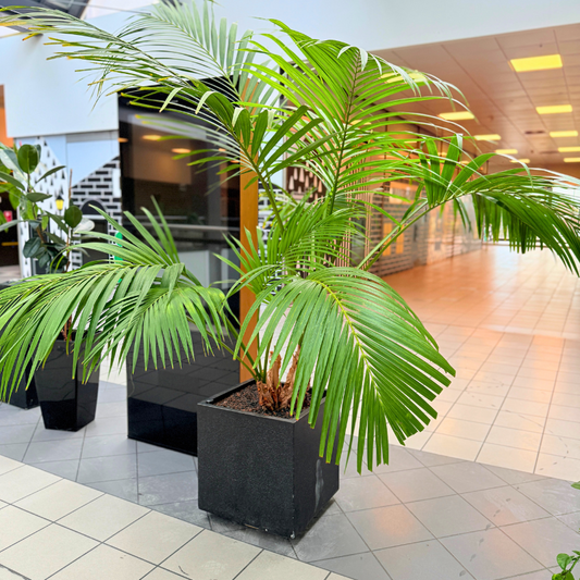 Ekstra stor Kentia Palme (Howea forsteriana) i elegant firkantet sort krukke, perfekt til at tilføre tropisk stemning i hjemmet.