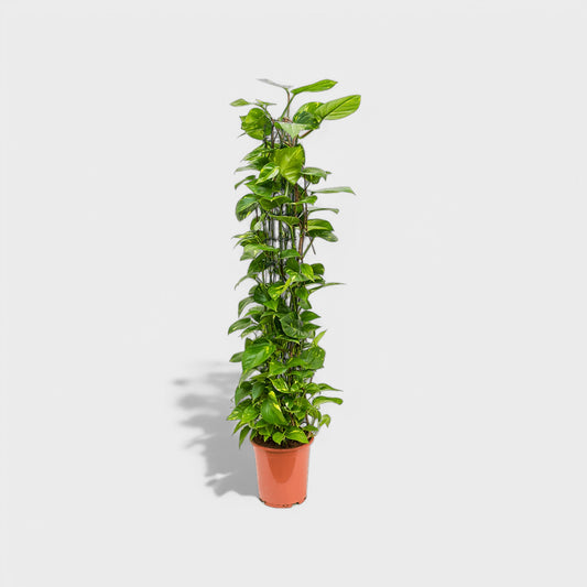 Epipremnum Aureum guld­ranke i en Ø24 cm potte, strækkende sig op til 110-120 cm høj, prydet med hjerteformede blade på et elegant rundt espalier.
