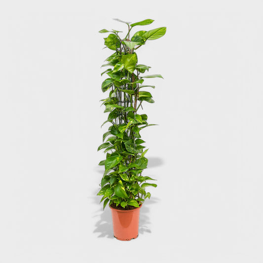 Stor Epipremnum Aureum (Guldranke) på rundt espalier, Ø30 cm potte, 150-160 cm høj, med frodige grønne blade.
